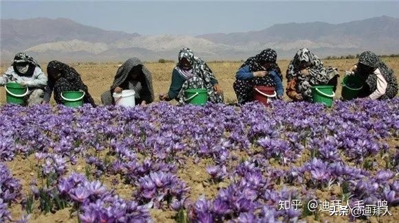 正宗藏红花真假怎么鉴别,怎样鉴别藏红花的真假和品质