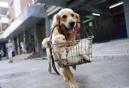 金毛犬十大优点,养金毛犬的优缺点及注意事项