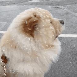 纯种狗怎么来的,怎样培育纯种狗