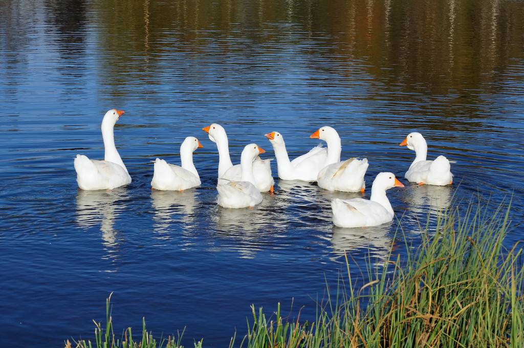 骆宾王写诗讽刺武则天,骆宾王哪首诗触动武则天