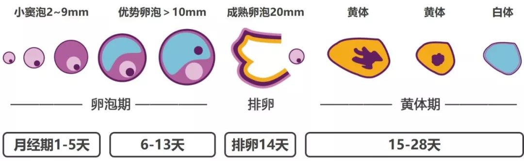 多囊女孩如何自救,多囊为什么会不规则出血