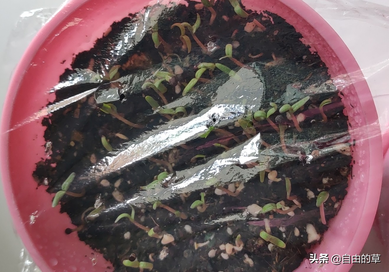 满天星播种，种子长毛了怎么办？种子长毛了可补救吗？