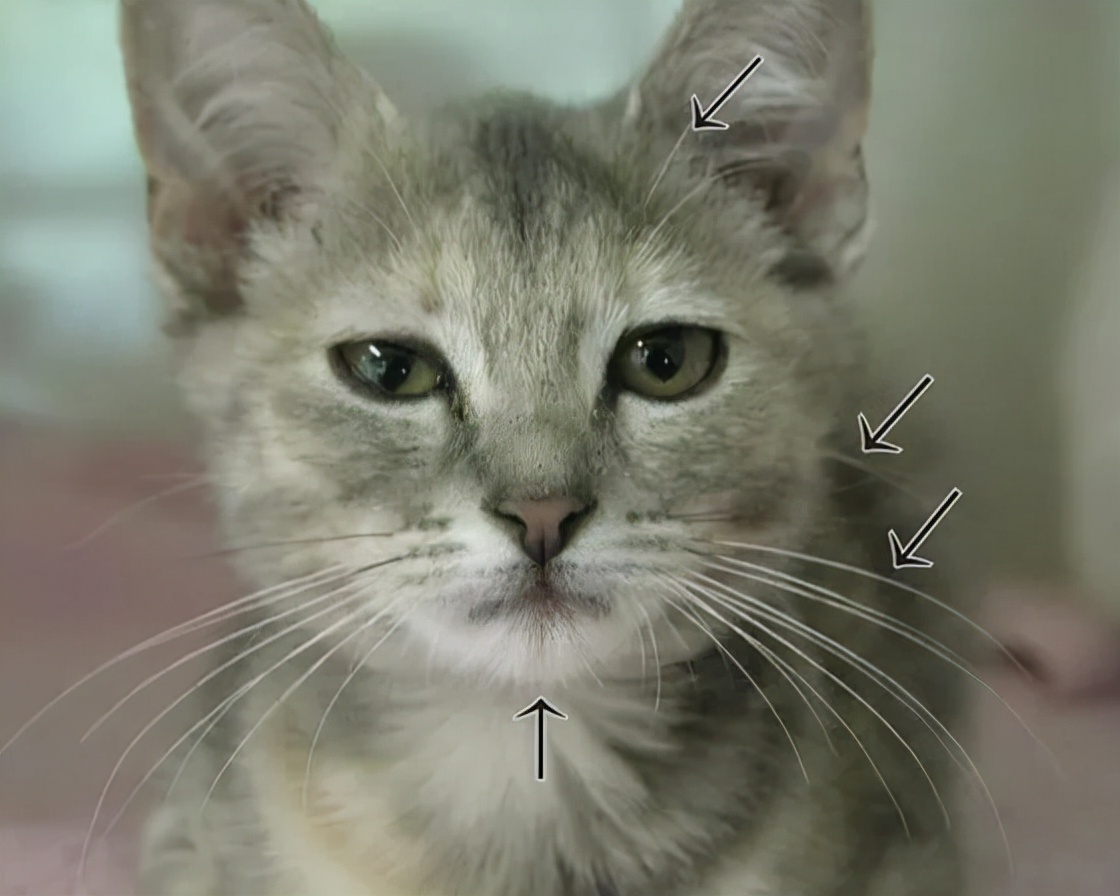 老祖宗留下来的挑猫大法,选猫口诀让你挑到极品猫