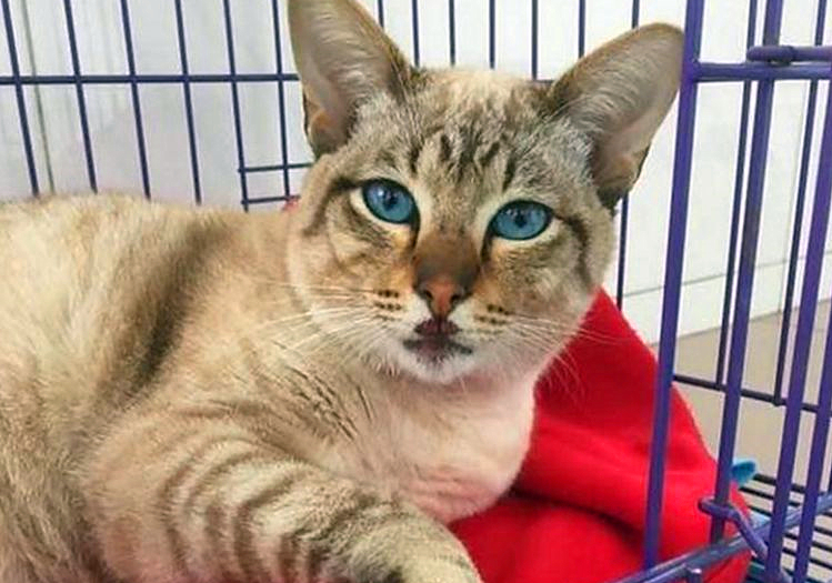 猫咪缺钙瘸脚是什么样的,猫咪跛脚是狂犬病吗