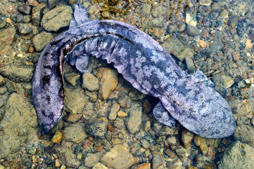 宝天曼漂流团游,宝天曼景区一日游攻略最新