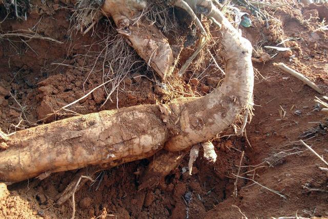 藁本神农本草经,神农本草经葛根原文