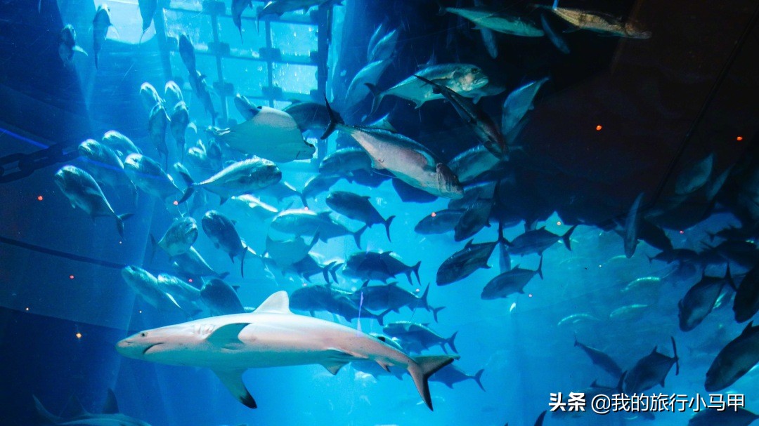 迪拜游玩攻略,去迪拜游玩最省钱的攻略