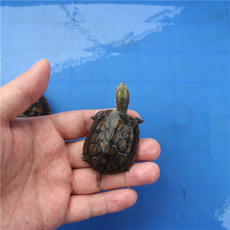 小乌龟吃什么怎么养,养的小乌龟吃什么食物