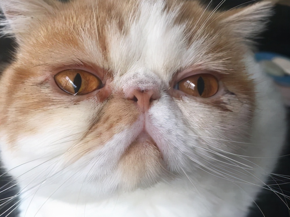 猫咪泪痕分泌物红棕色,猫咪的泪痕把毛染黄了
