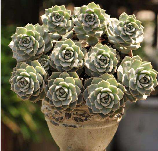 白牡丹最漂亮的多肉,皮实莲花多肉