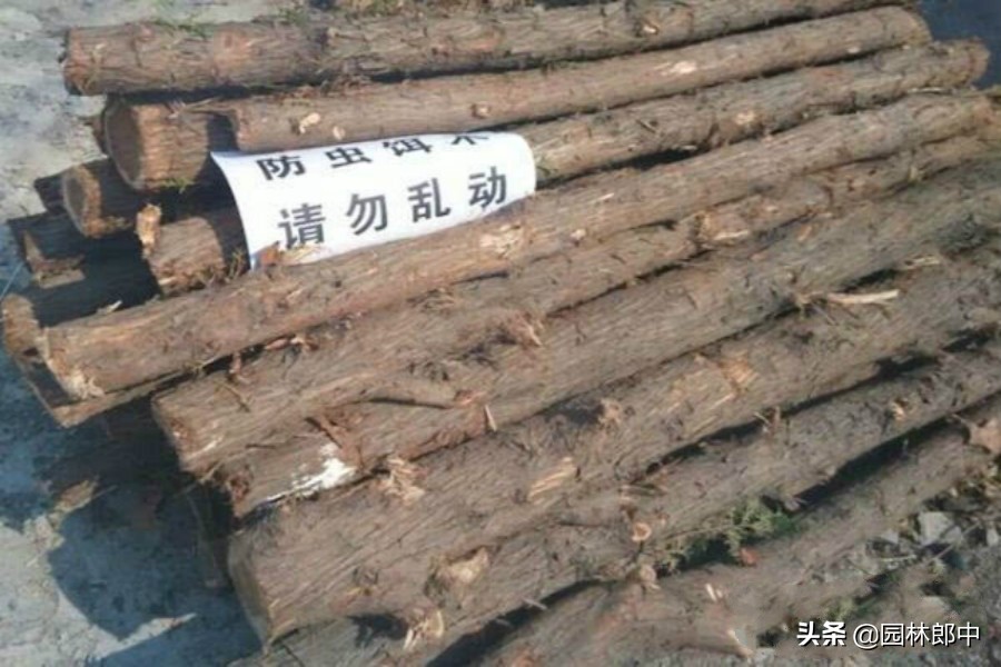 柏树有枯黄叶怎么办,柏树枯萎是什么病表现