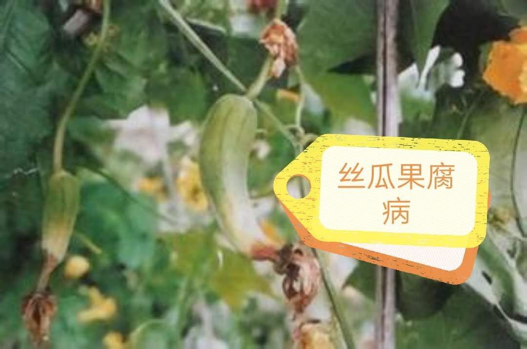 丝瓜白霉病防治,丝瓜烂果的原因及防治方法