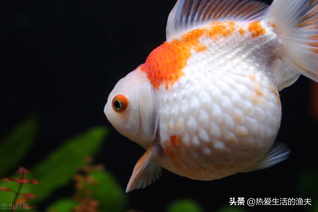 金鱼产卵后多久可以换水,金鱼产卵自己吃掉怎么办