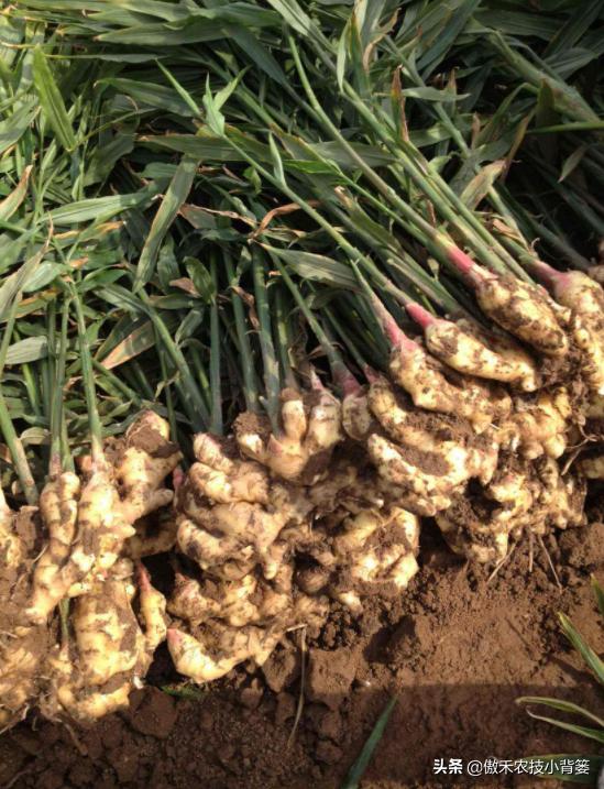 当前大姜种植管理事项,大姜管理很重要