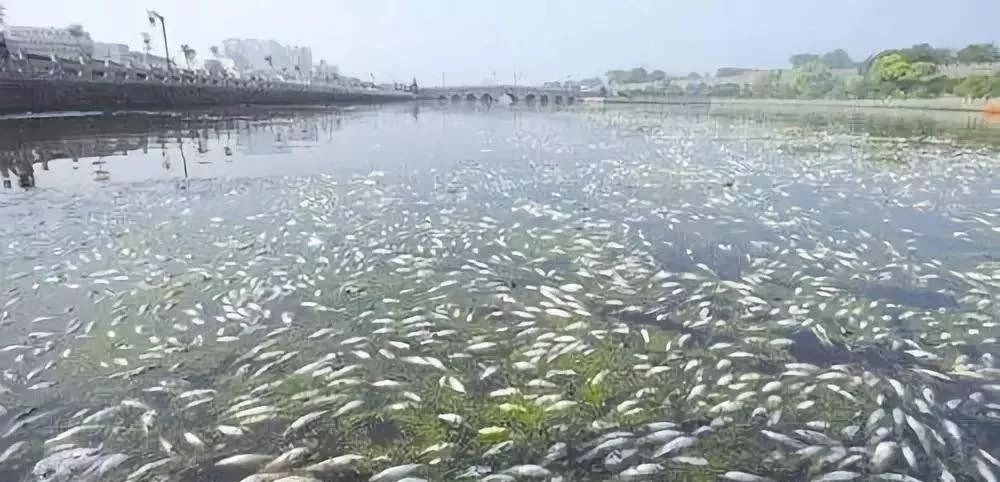 养殖鱼类遇到的水质问题怎么处理,当前春季淡水养殖鱼病有哪些