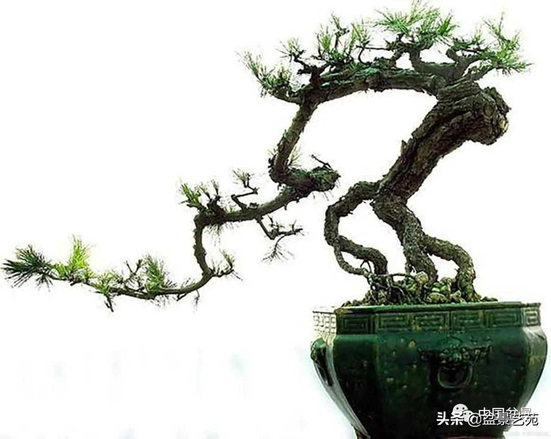 老树桩的造形特征有哪些,论述树桩盆景主要流派的艺术特点