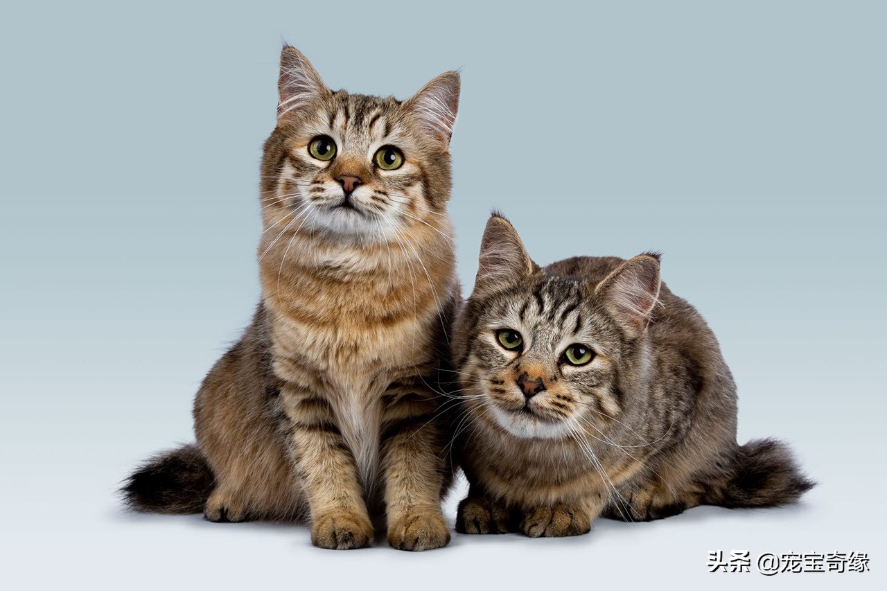 有这几个特征的猫咪真的值得养,这5种出了名的猫咪有你想养的吗