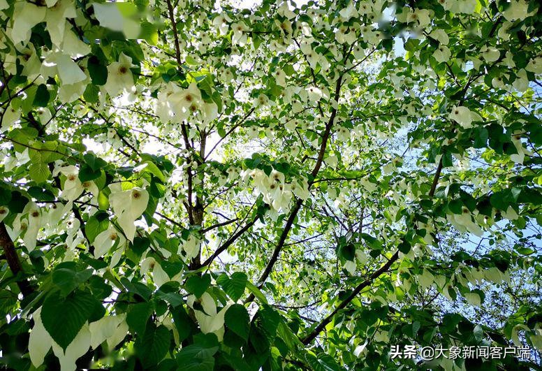中国的珍稀植物,史上最稀有的十大植物