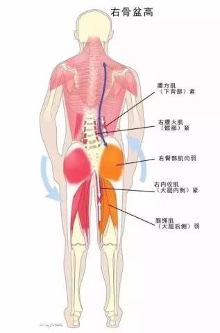 拉伸脖子会让斜方肌越来越大吗,脖子两侧肌肉变粗的方法