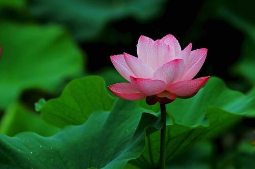 盘点世界各国国花你最喜欢哪种,盘点各国国花