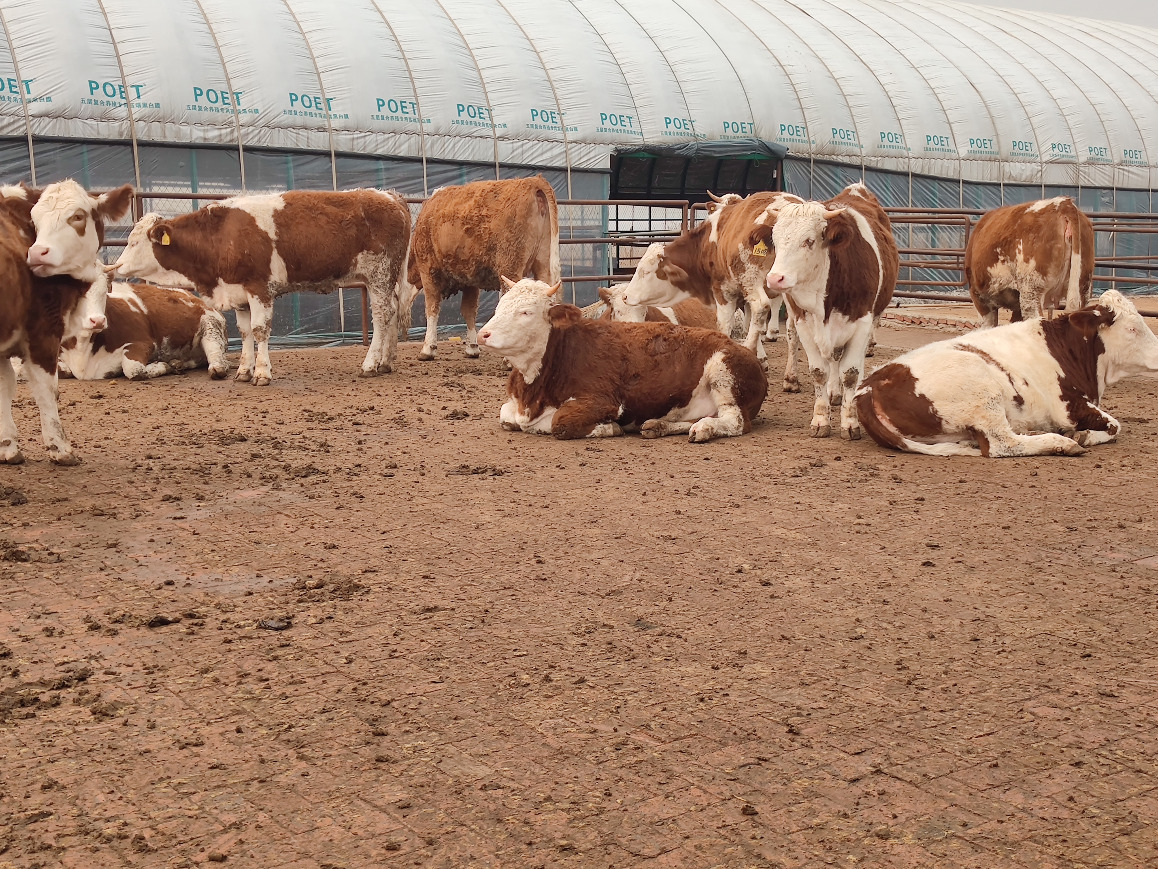 夏天牛拉肚子,夏季放牧牛拉稀正常吗