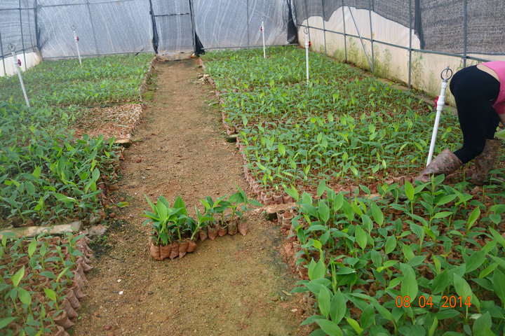 红香蕉苗广西新特色红美人香蕉苗红皮香蕉南洋红蕉长琦果苗