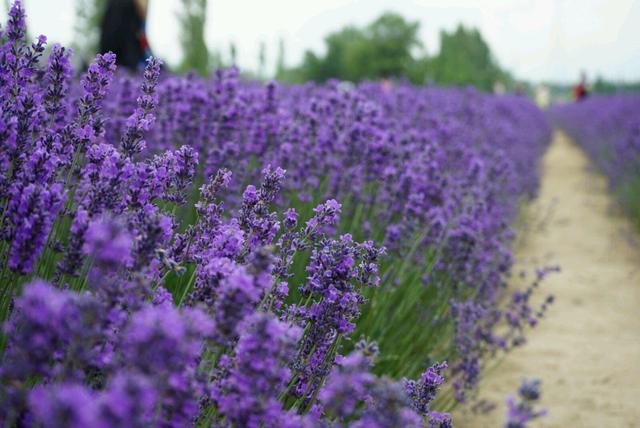 伊犁霍城薰衣草花海,伊犁霍城薰衣草真美