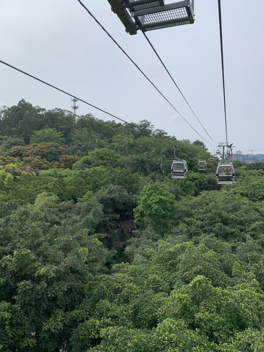 长隆野生动物世界推荐,长隆野生动物园必看动物