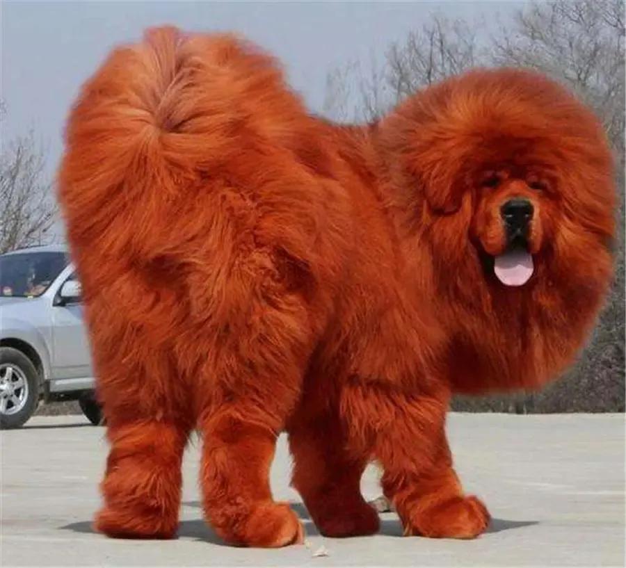 各国猛犬品种排名,各国品种猛犬