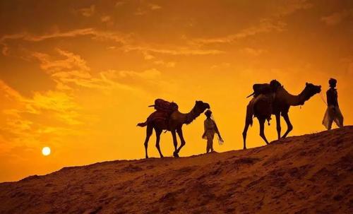 骆驼的起源和进化,骆驼的起源和进化过程