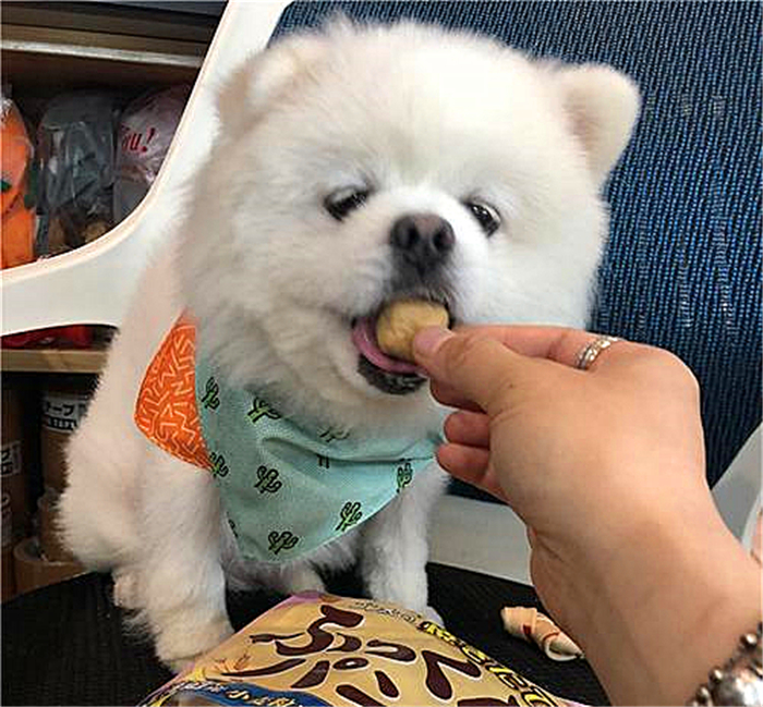 狗狗喂得过饱有什么坏处,辟谣狗狗不能吃盐会有泪痕