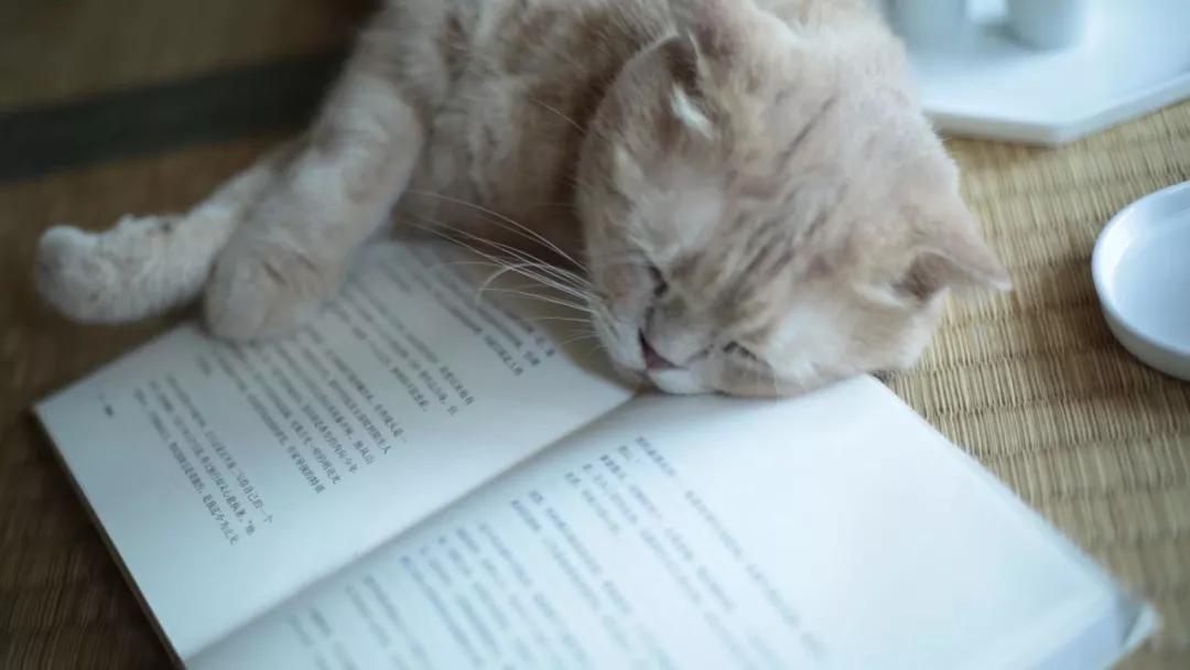 一人一茶一猫陪伴的时光,一人一茶一猫