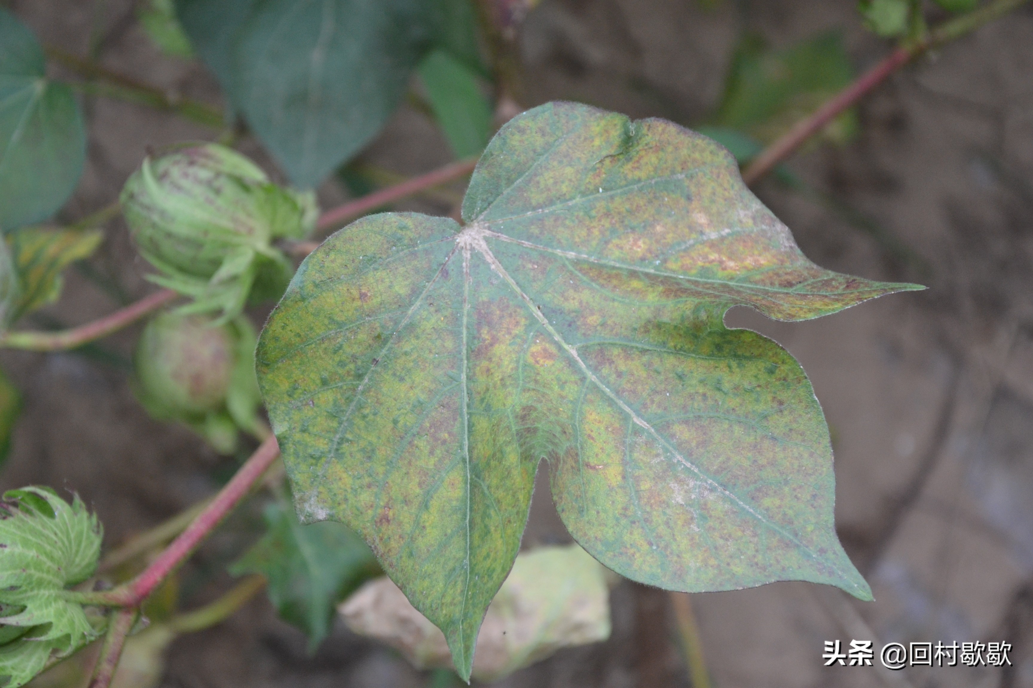 目前棉花地红蜘蛛需要防治吗,棉花红蜘蛛防治方法