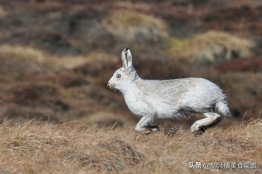 除了蝙蝠，这18种动物肉都是野生的，为了家人健康，一定要管住嘴