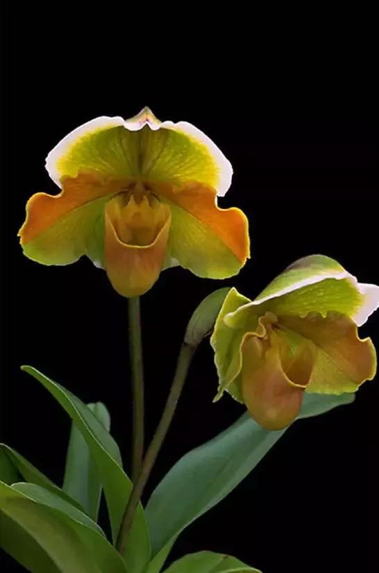 顶级珍稀兰花品种大全视频,珍稀兰花摄影