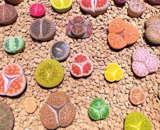 生石花底部烂了个洞怎么补救,生石花徒长了怎么修复