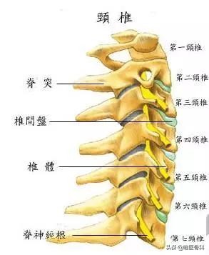 儿子脖子突然不敢往一面歪,孩子突然肩膀一高一低脖子歪