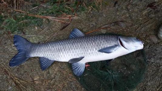 玉米绝对天然无公害,玉米是天然的吗