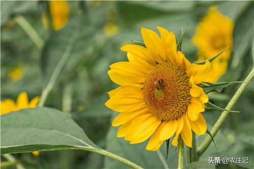 种植向日葵腐烂怎么办,向日葵的种植注意什么事项