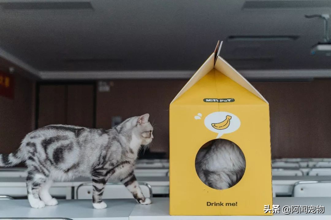 猫咪爱磨脚怎么回事,为啥猫咪爱挠沙发