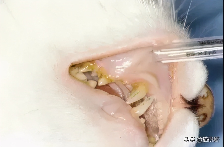 驱虫药怎么选,驱虫药最佳配方