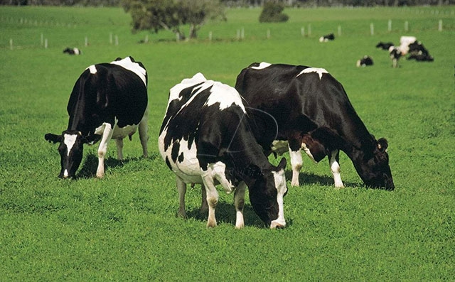 奶牛习惯性流产怎么预防,奶牛隐性流产