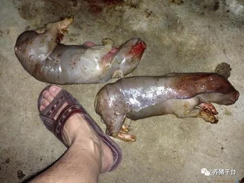 预防母猪霉菌毒素中毒,母猪霉菌中毒死胎症状