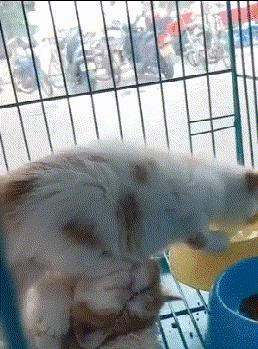 小萝莉搞笑图片,搞笑gif我知道你是个妹子