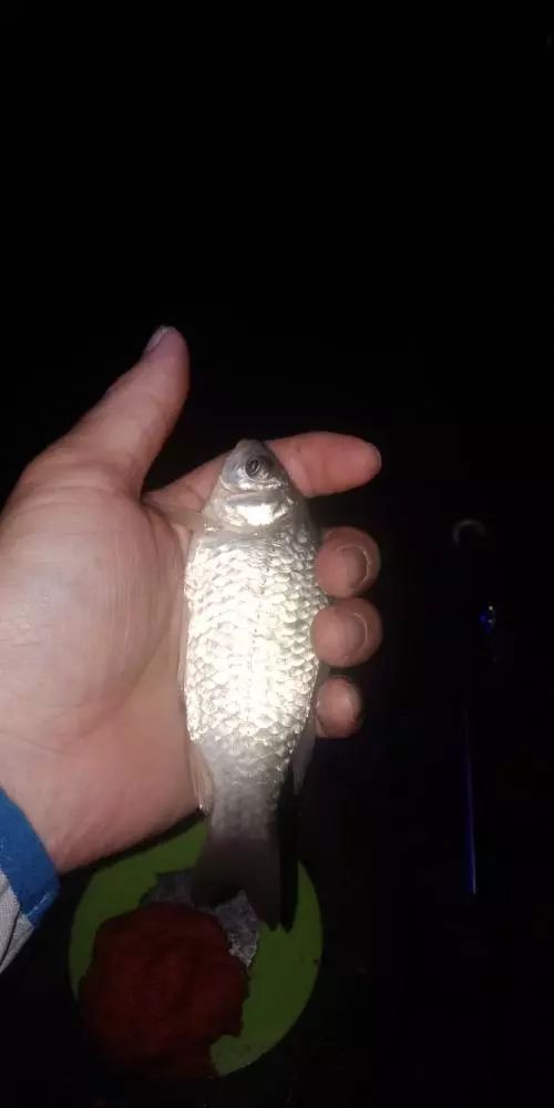 本汀财神鲫竿,本汀财神鲫完整版