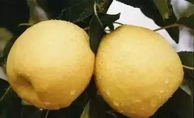 东北五里屯特产排行榜前十名,龙湾特产必买清单