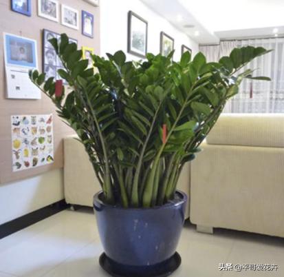 客厅养什么比较旺财,家里养什么对风水好招财走运