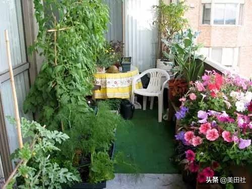 怎么样能纸上种菜,在家种菜可以做什么