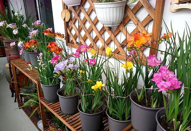 绿萝吊兰适合水栽吗,绿萝吊兰养在鱼缸