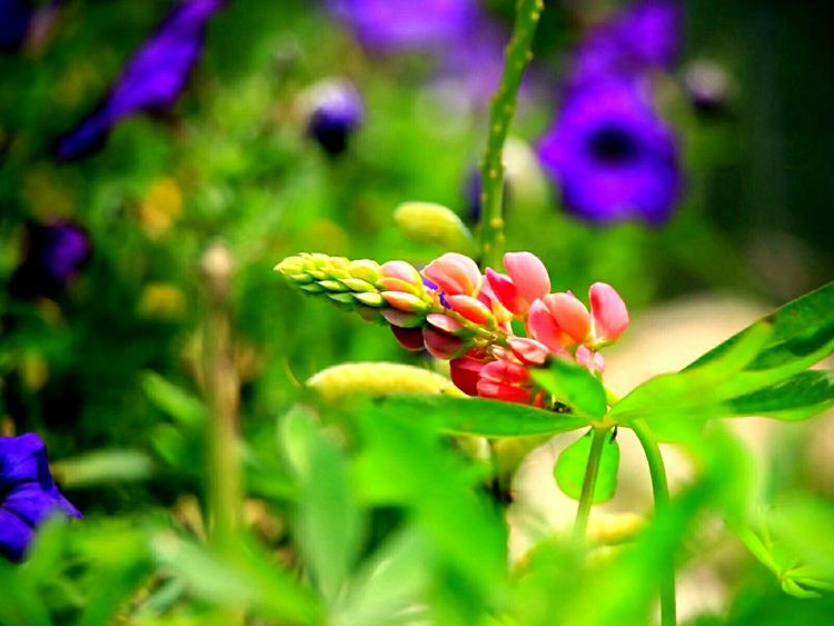 原创蝴蝶恋花,蝶恋花蝴蝶原唱